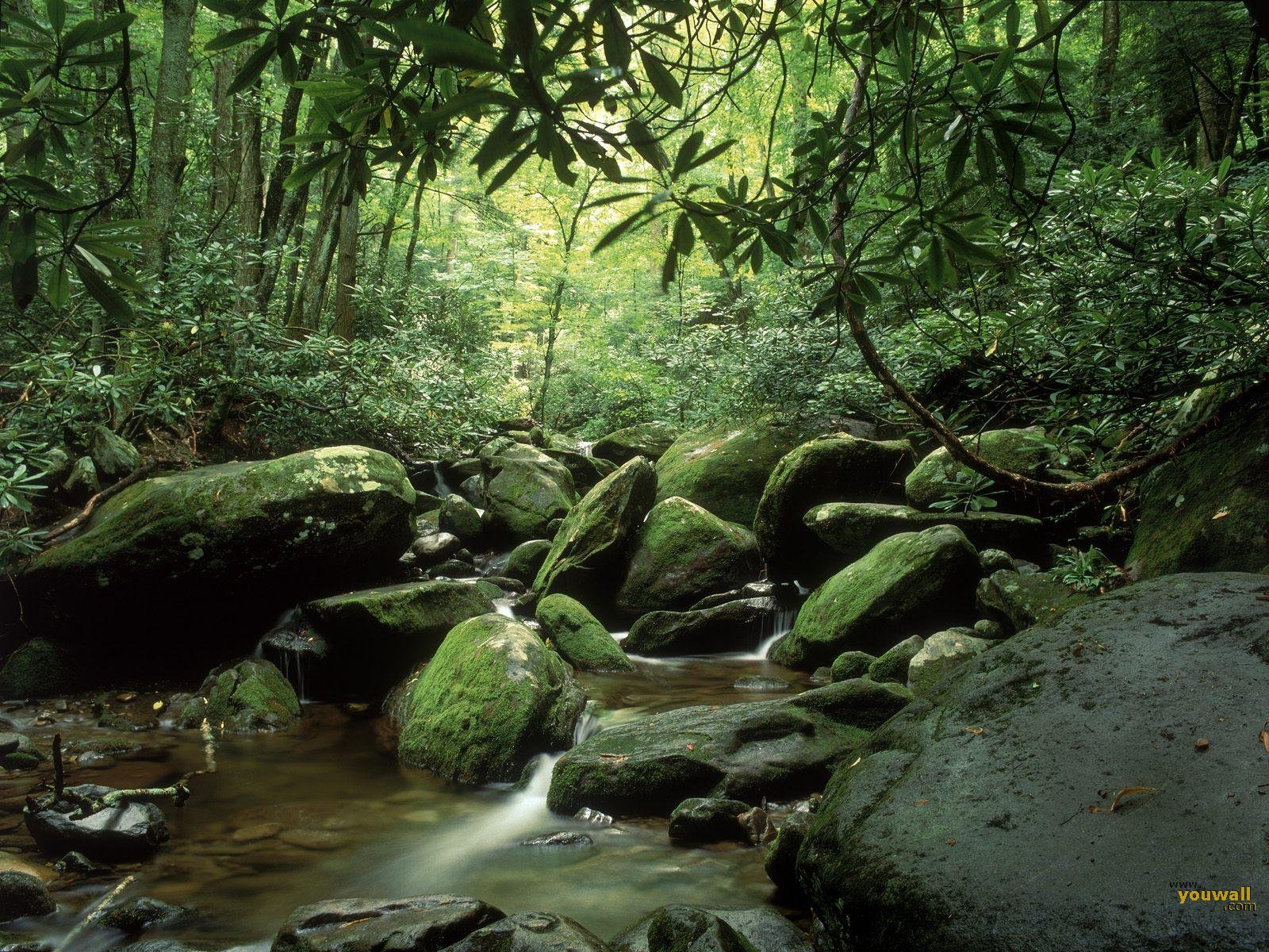 Tropical Forest River Wallpaper
