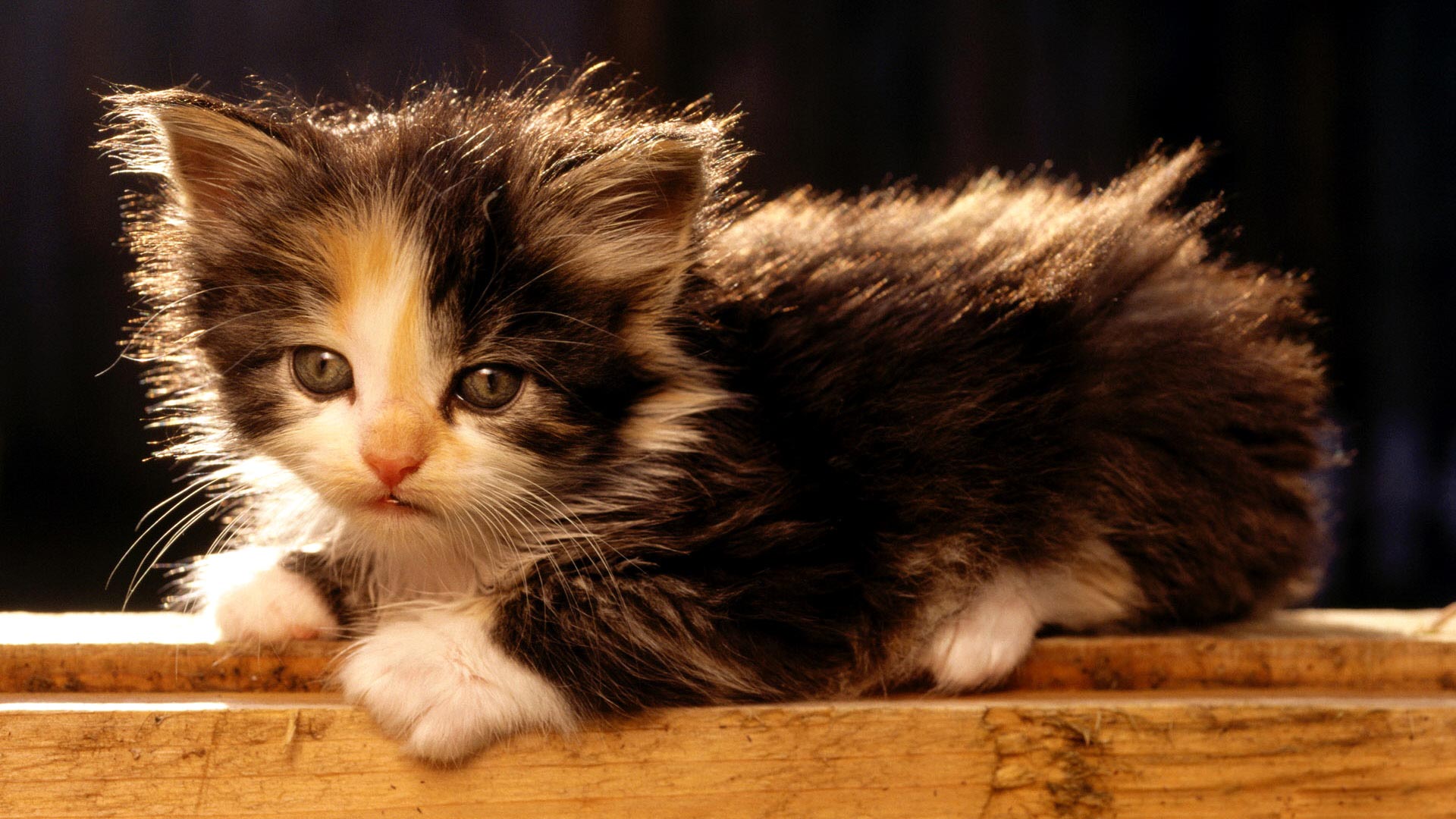 A fluffy calico kitten rests on a wooden surface, gazing with wide eyes