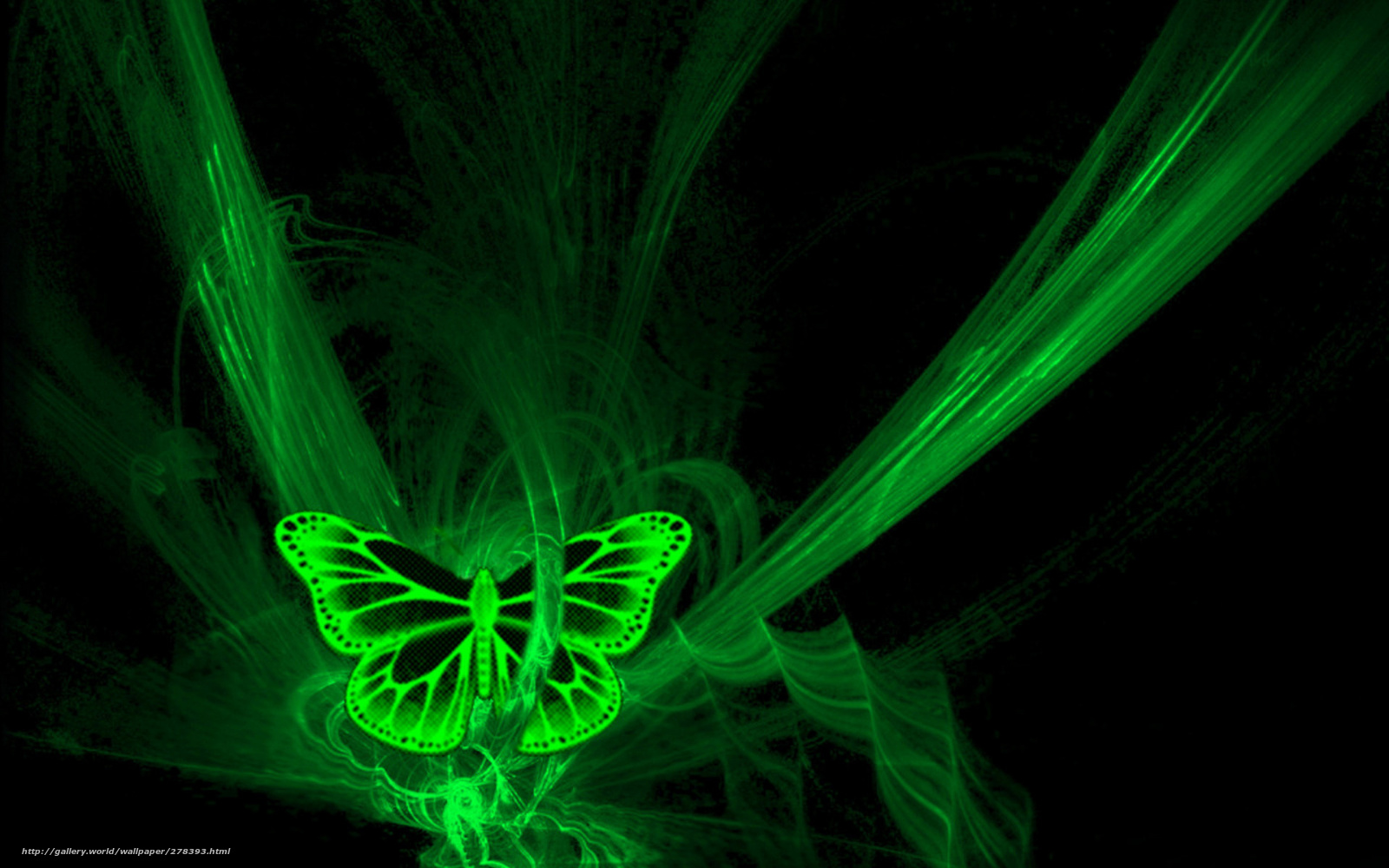 Download wallpaper butterfly neon black green free