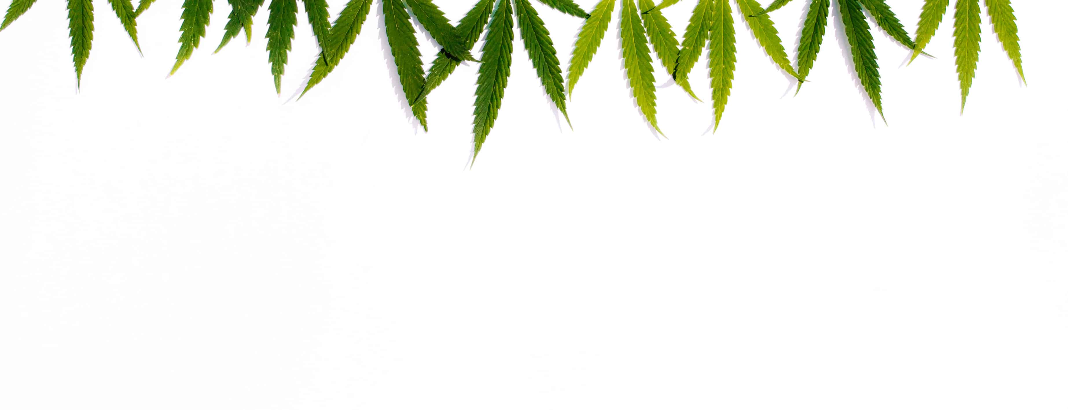 Green Hemp Ganja Leaf On White Isolated Background Cannabis