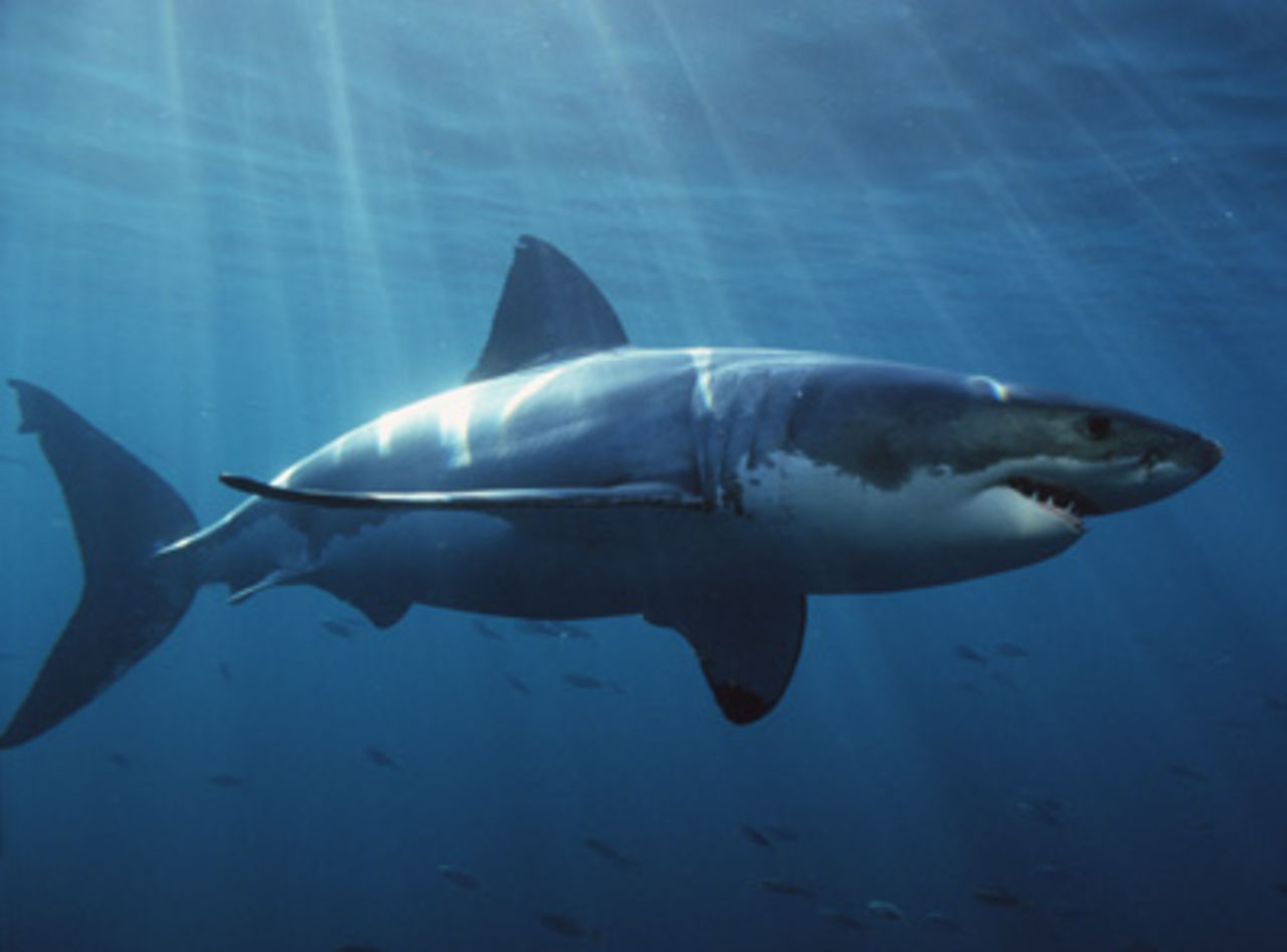 Pla Earth Shark HD Wallpaper In Animals Imageci