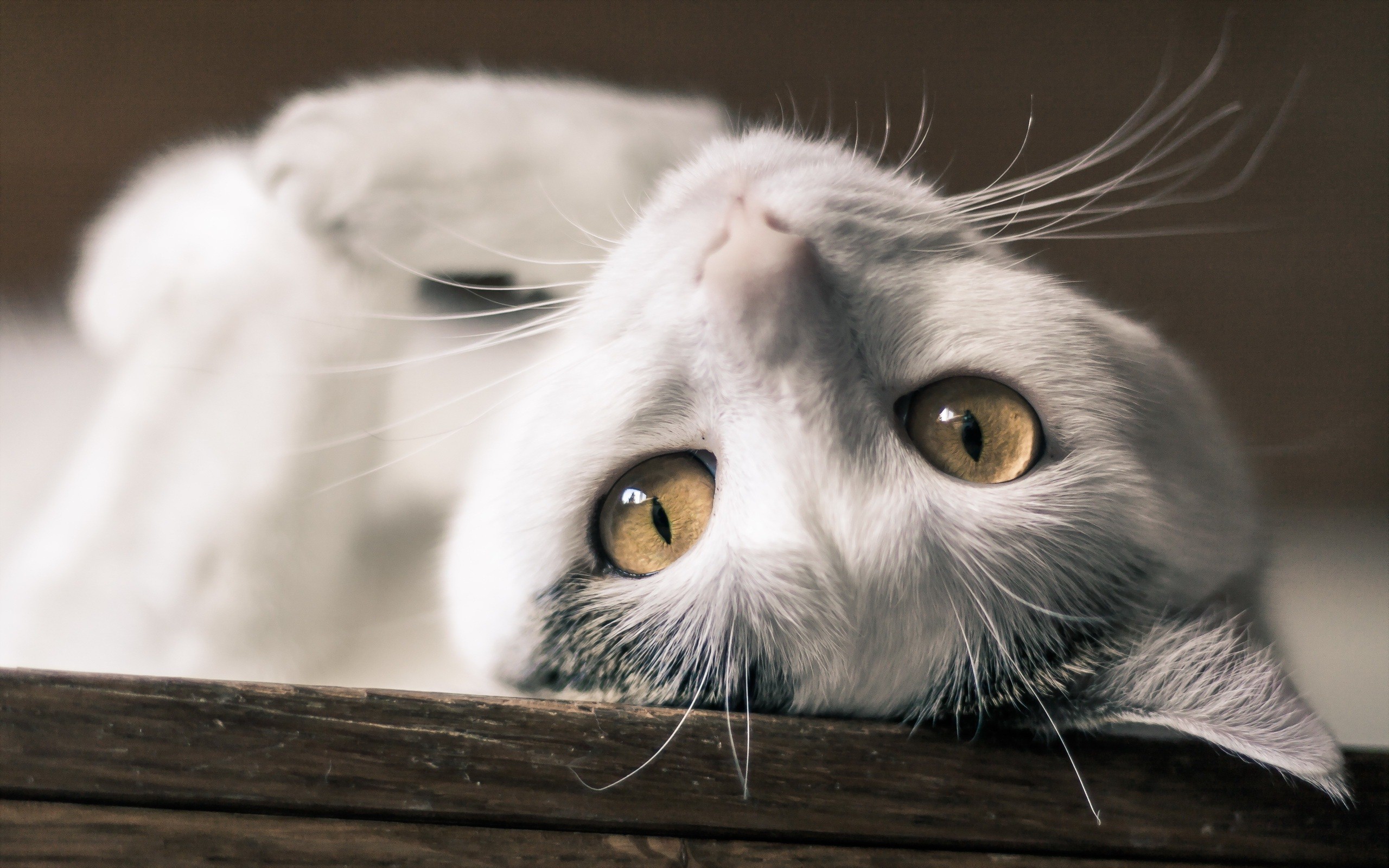 Superb HD Wallpaper Of White Cat Famous