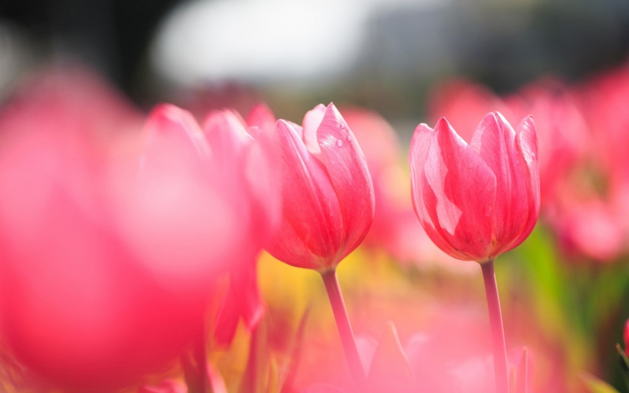 Flowers Pink Tulips Field Wallpaper