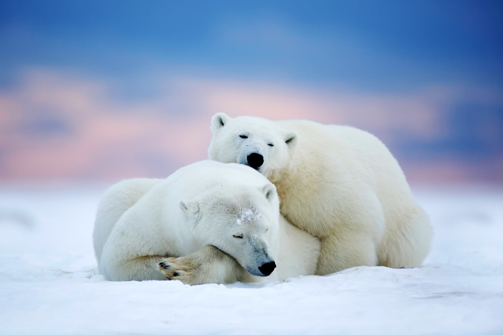 Polar Bears Two Sleeping Arctic Alaska Snow Sky Wallpaper