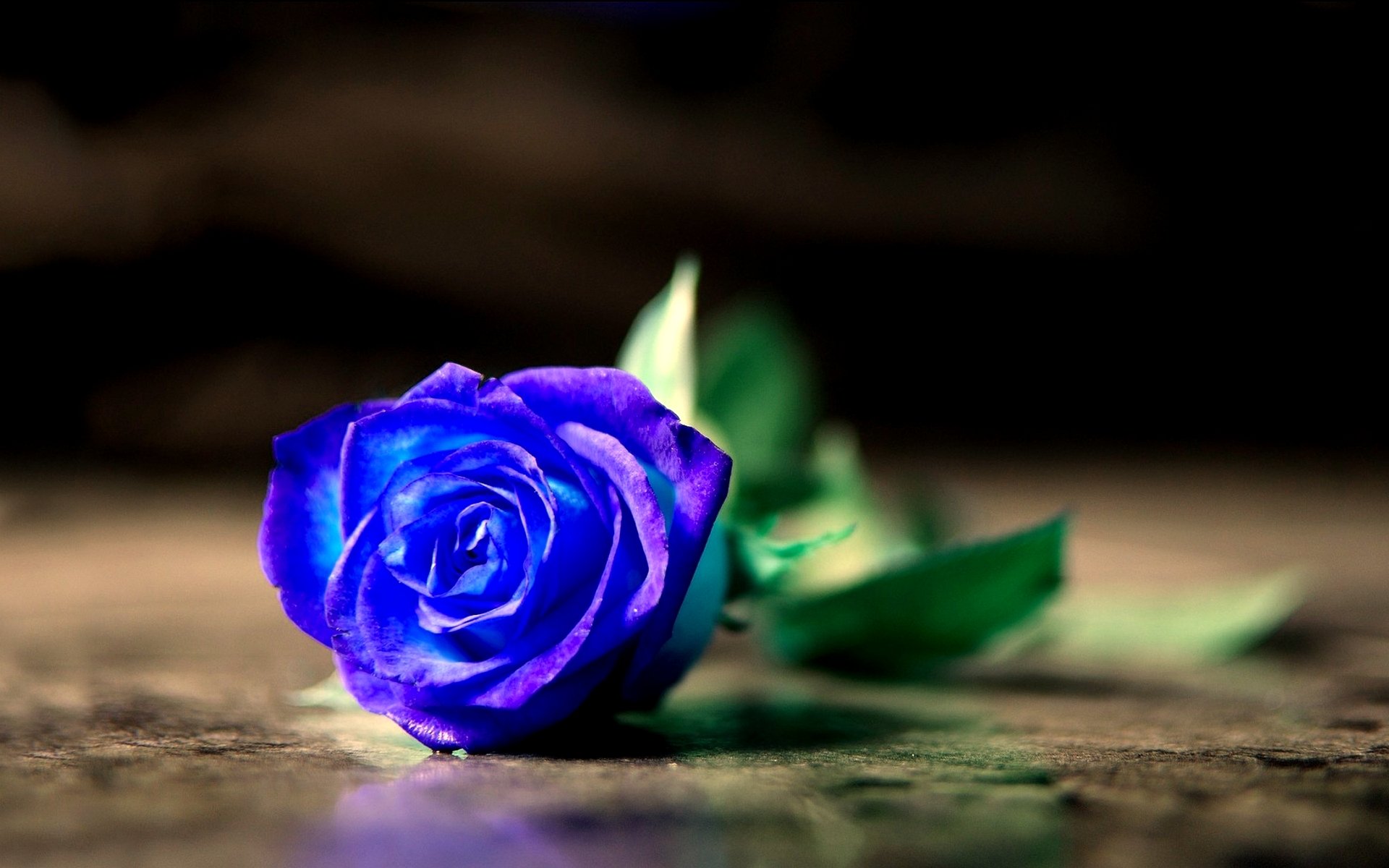 Blue Rose Wallpaper HD Pictures One