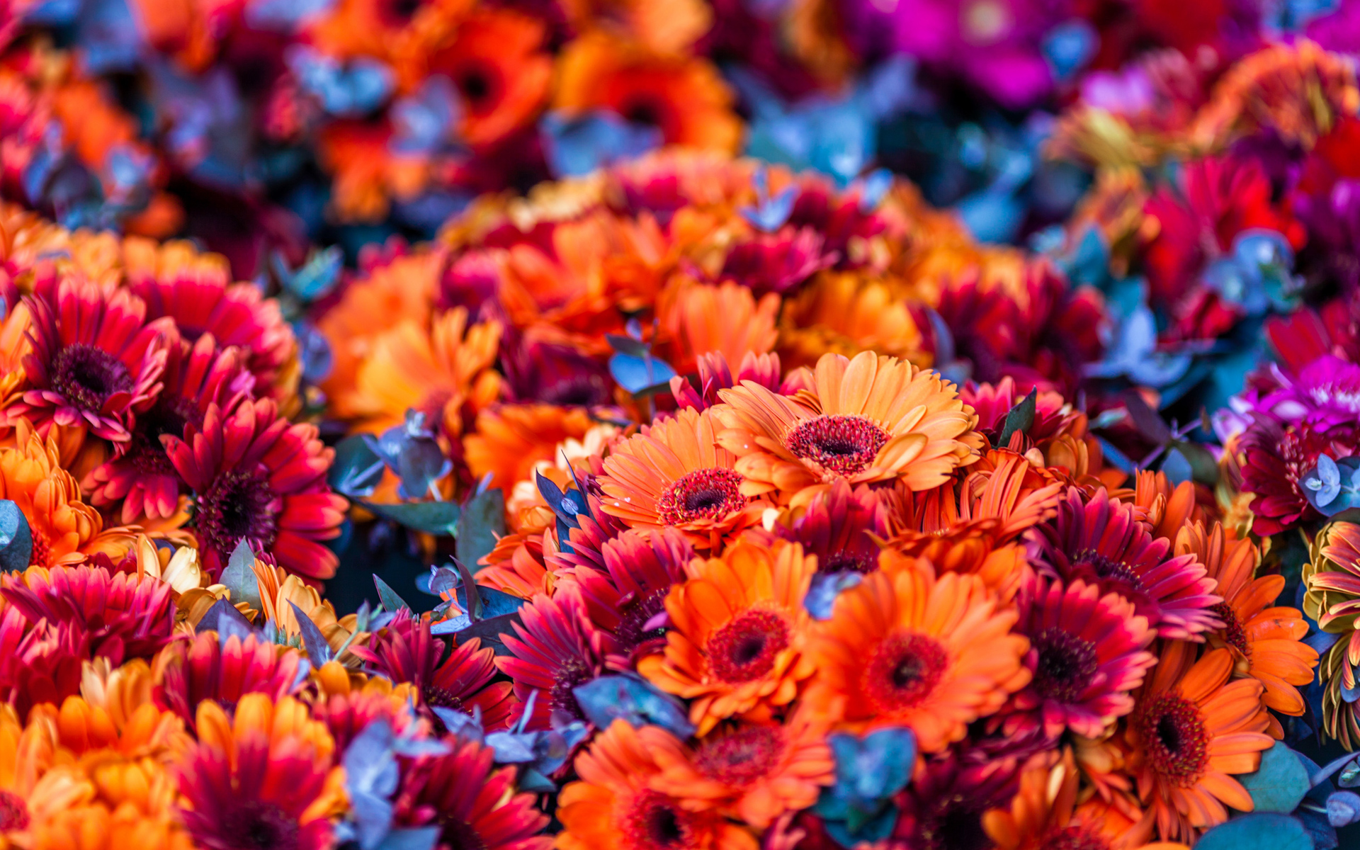 Wallpaper Colorful Flowers Blurred Background