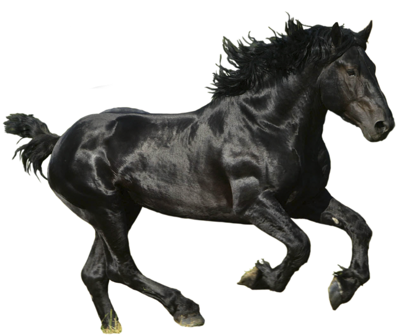 Black Horse Running Png Image With Alpha Transparent Background