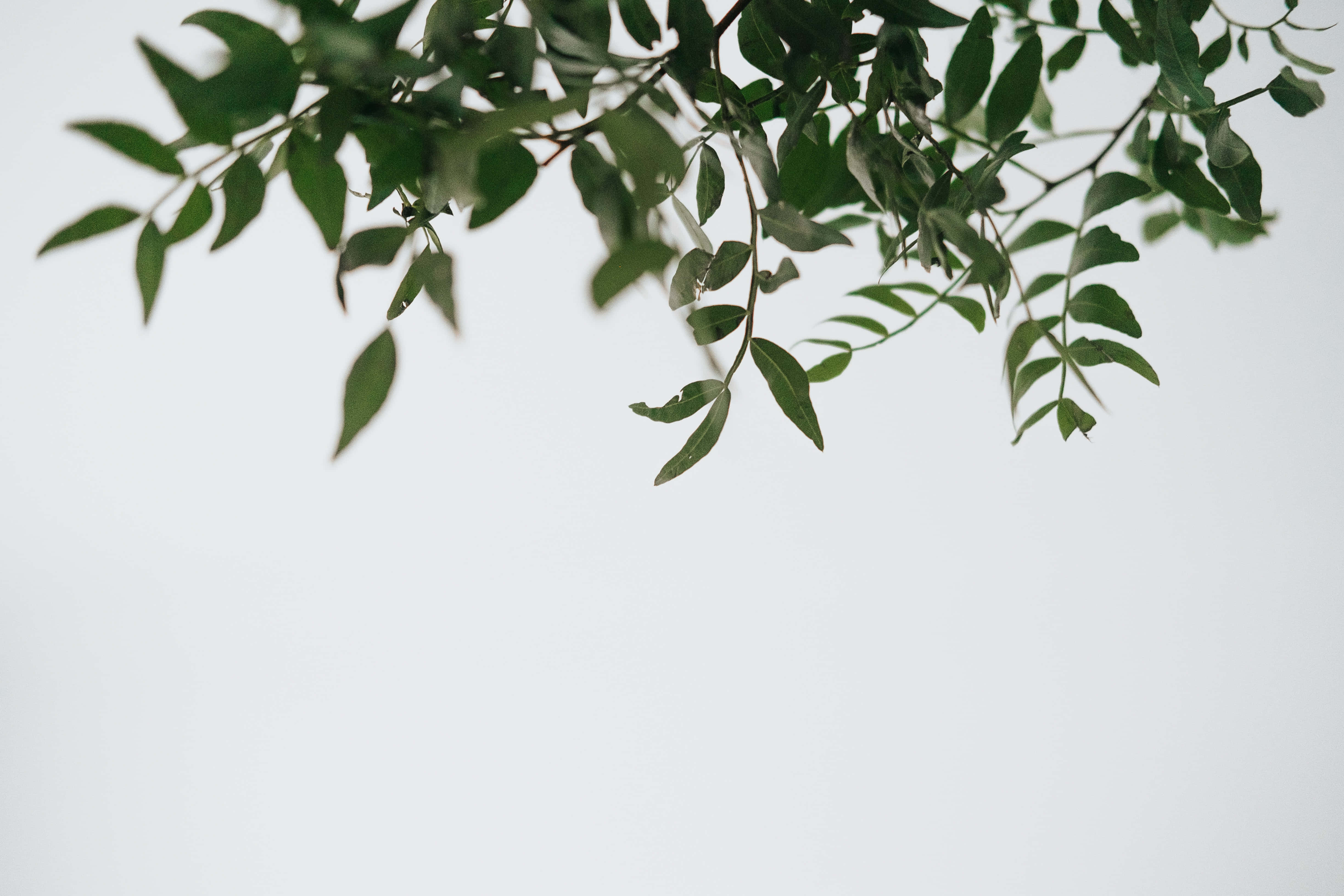 Simple Minimalist Wallpaper