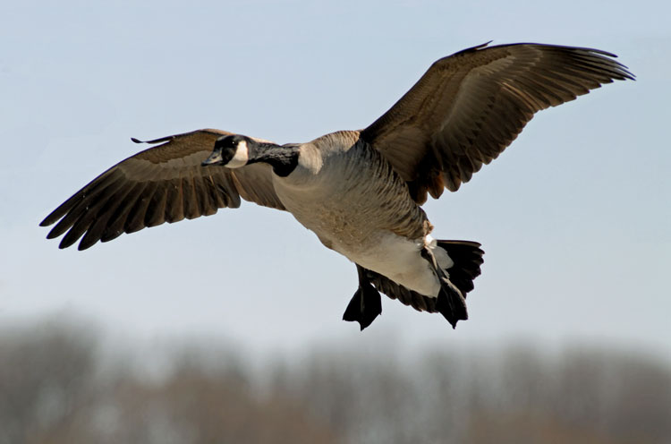 With Canadian Goose Cool Image Wallpaper Nice Geese