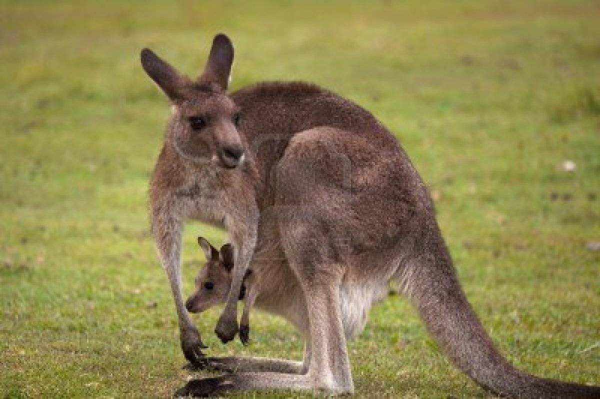 Mother Baby Kangaroo Animal Wallpaper Super