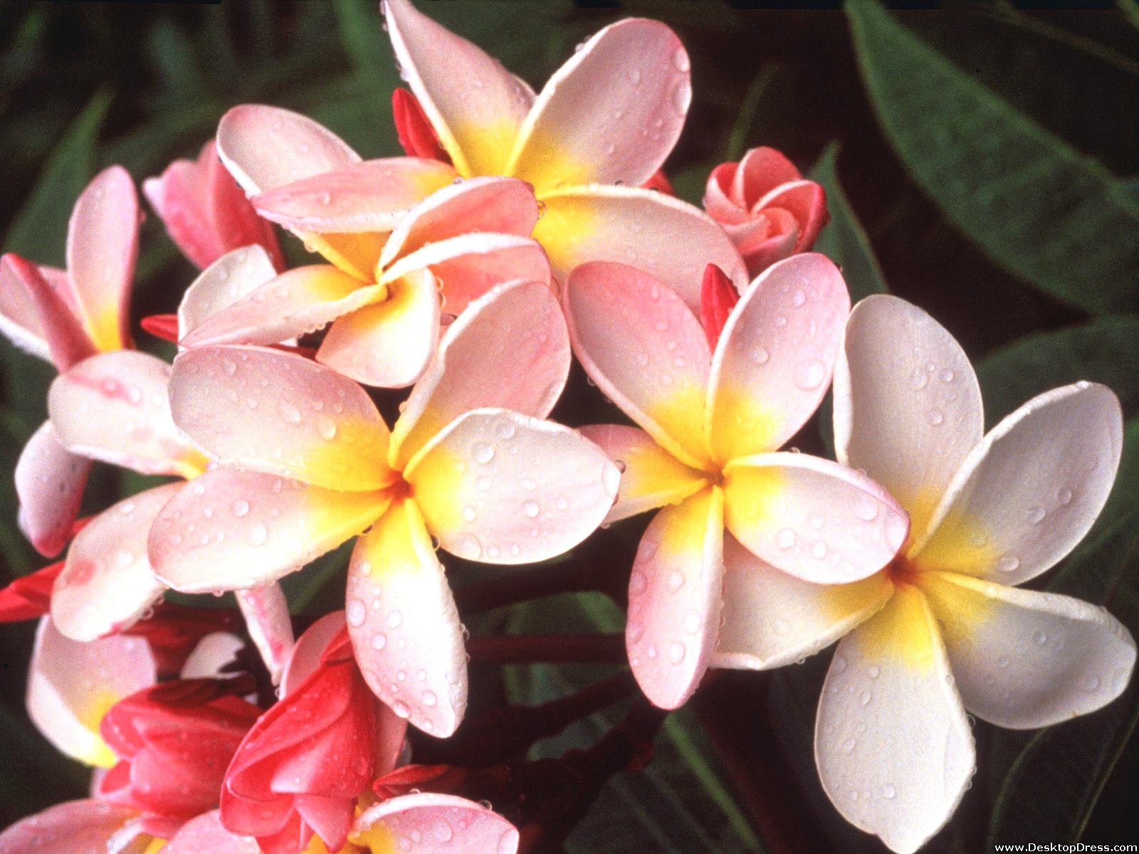 Desktop Wallpaper Flowers Background Hawaiian Plumeria