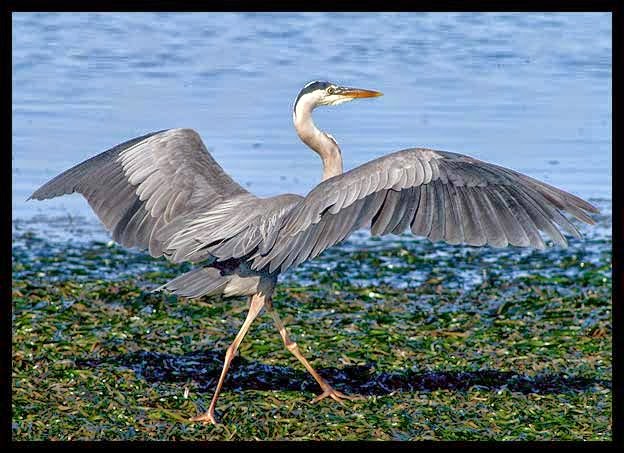 Great Blue Heron Photos Wallpaper The Fun Bank