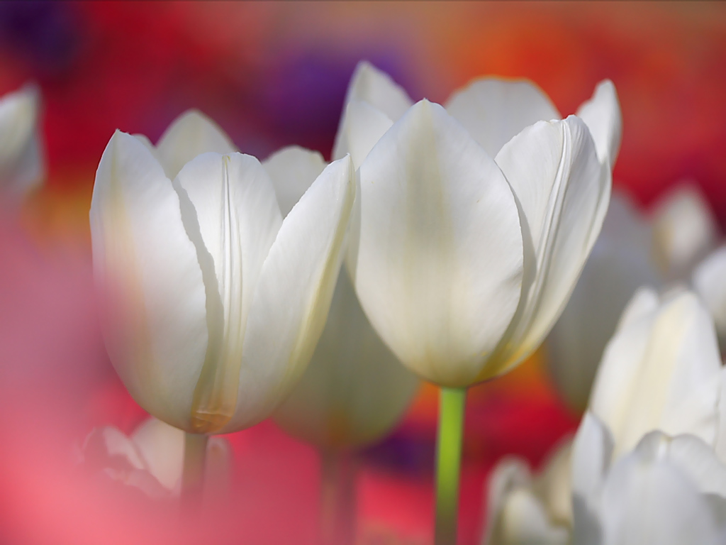 Beautiful Wallpaper Tulip Flower