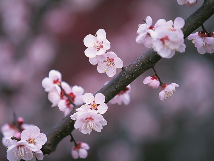 Another Time World Sakura Brings Hopes For Japan