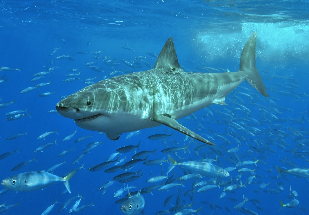 Great white shark photos and wallpapers Nice Great white shark 1200x835