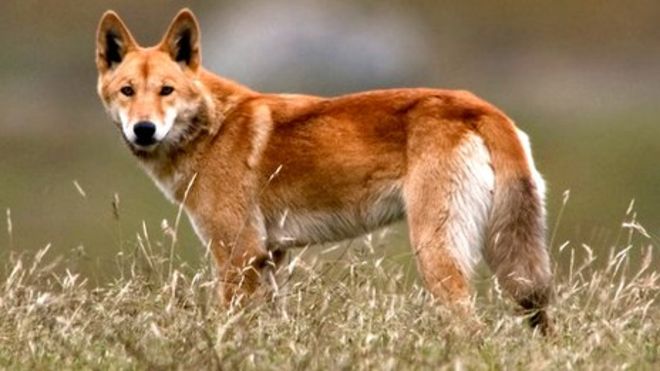 O Observer Ou Croiser Des Dingos Sauvages En Australie