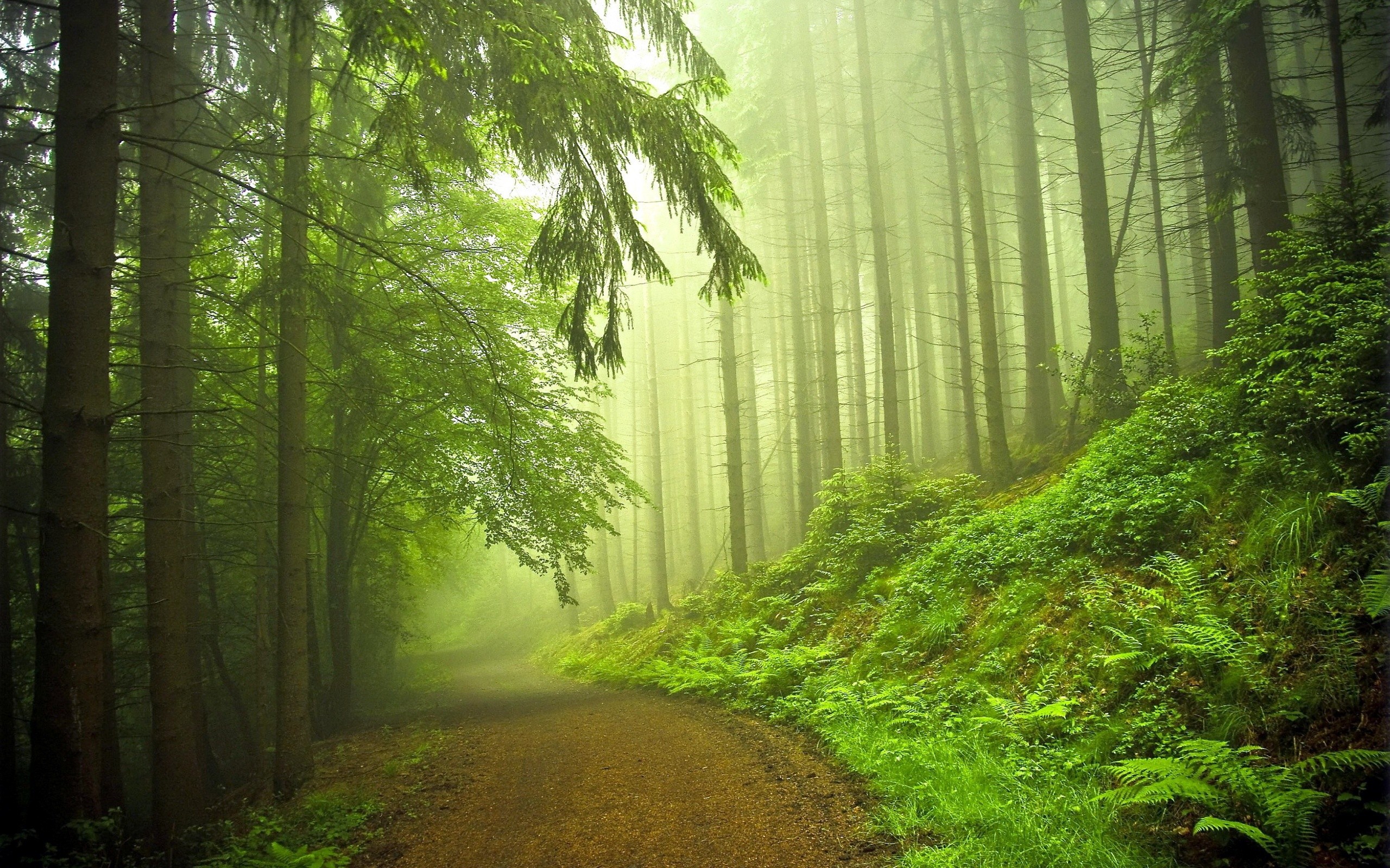Green Forest Wallpaper