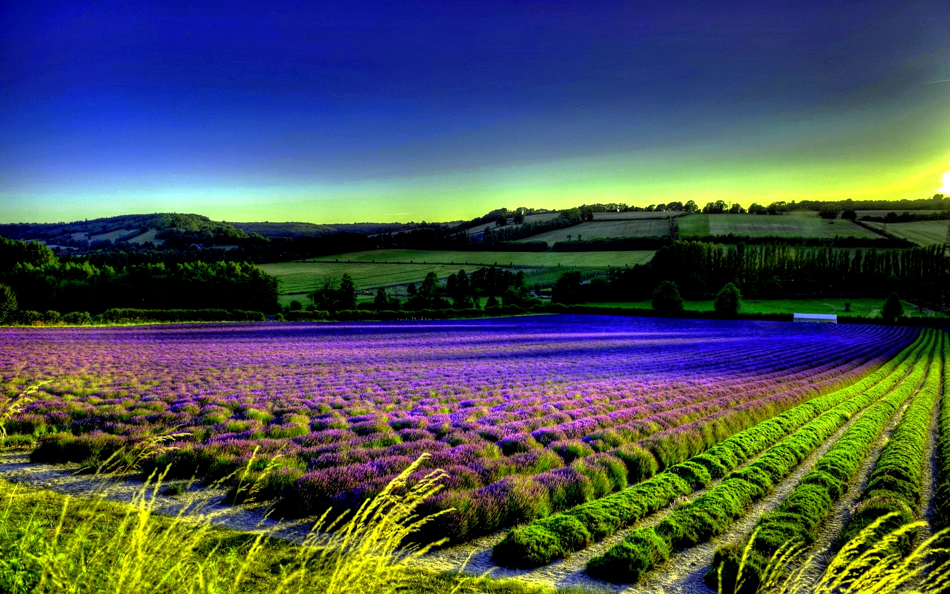 provence lavender fields wallpaper Car Tuning