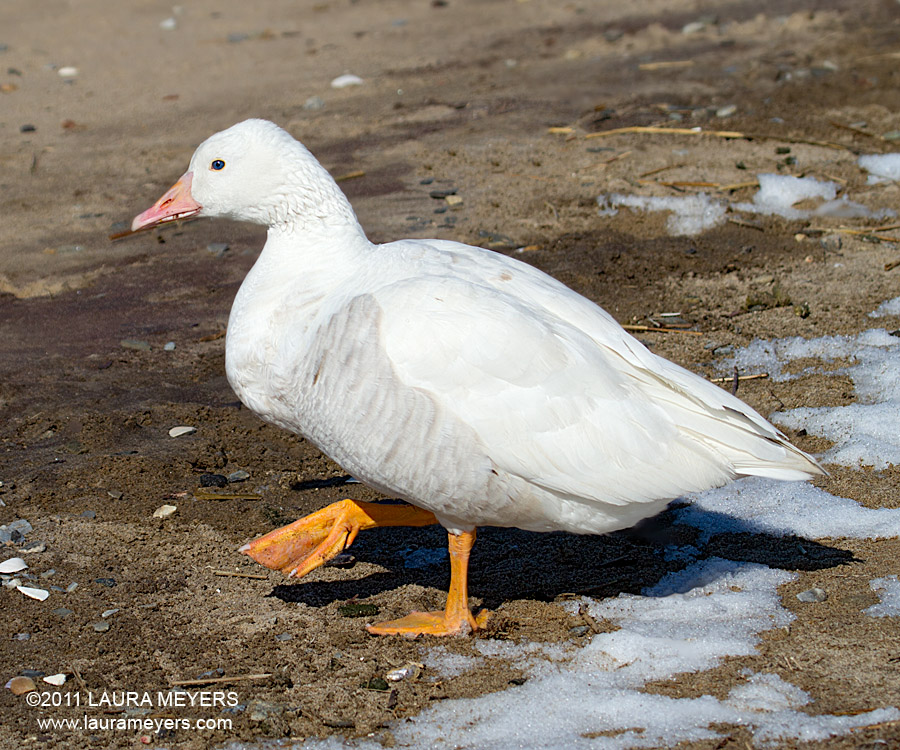 Snow Goose Spread Picture HD Walls Find Wallpaper