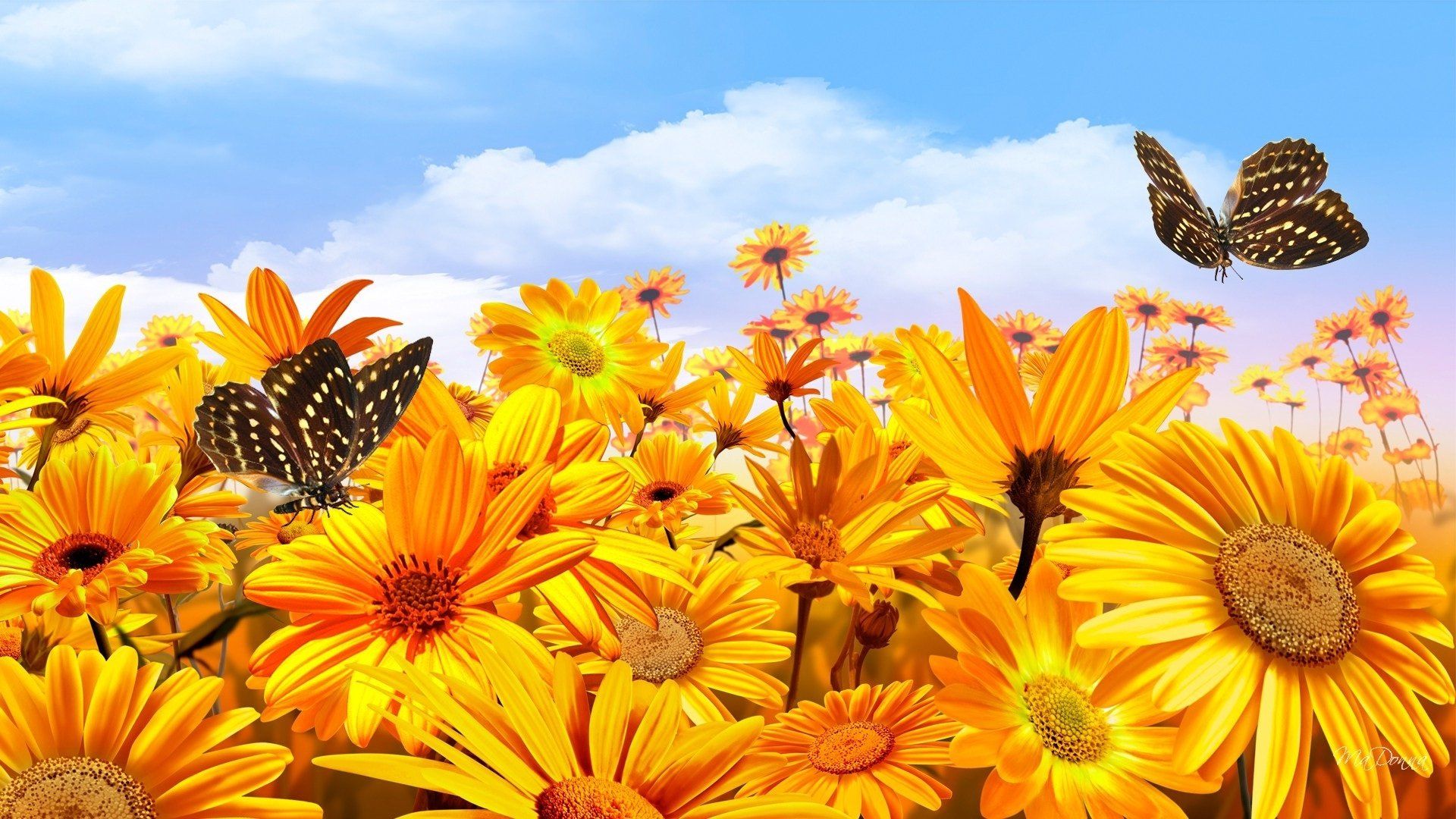 Sunflowers And Butterflies HD Wallpaper Image