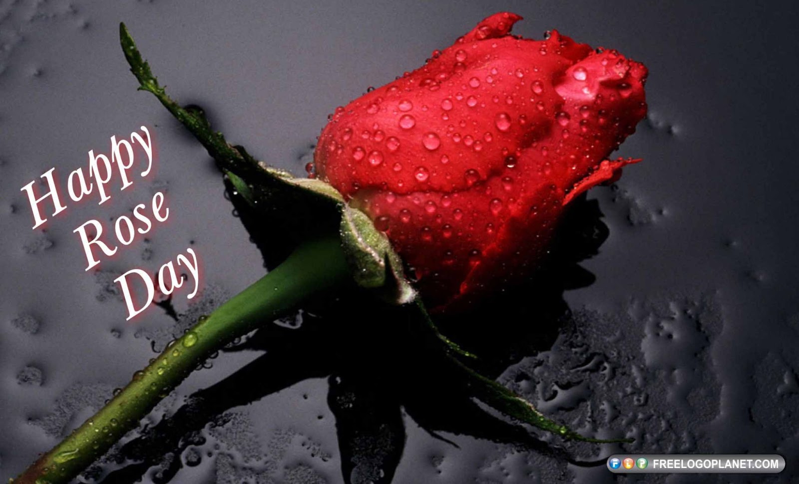 Happy Rose Day HD Wallpaper Pics