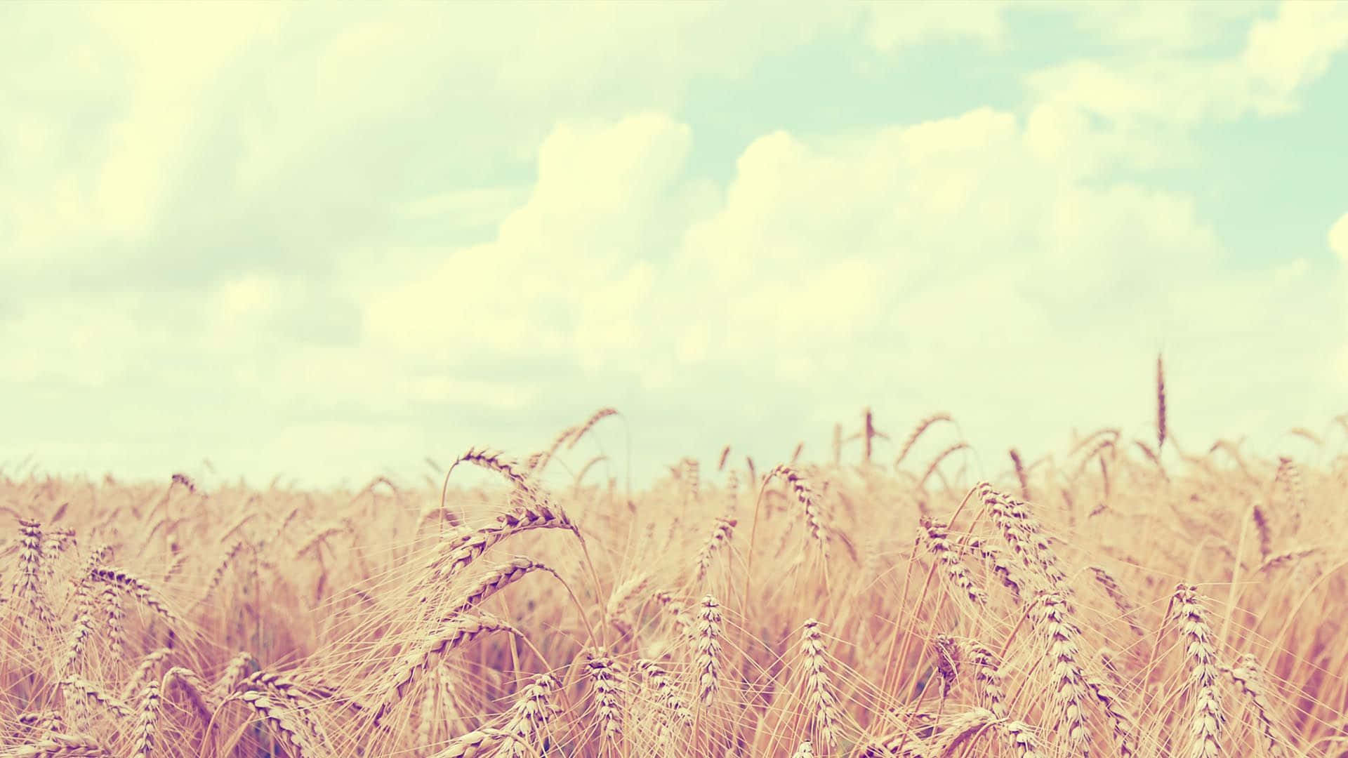 Soft Aesthetic Wallpaper
