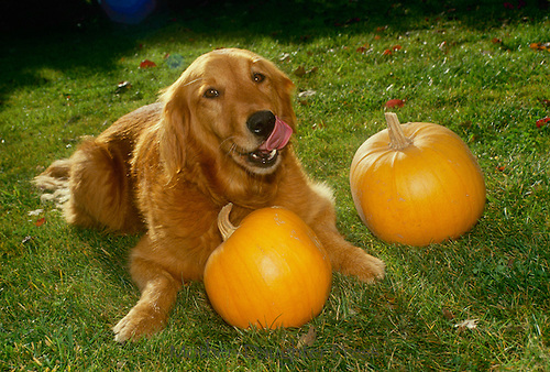Golden Retriever Dog And Pumpkins Photo