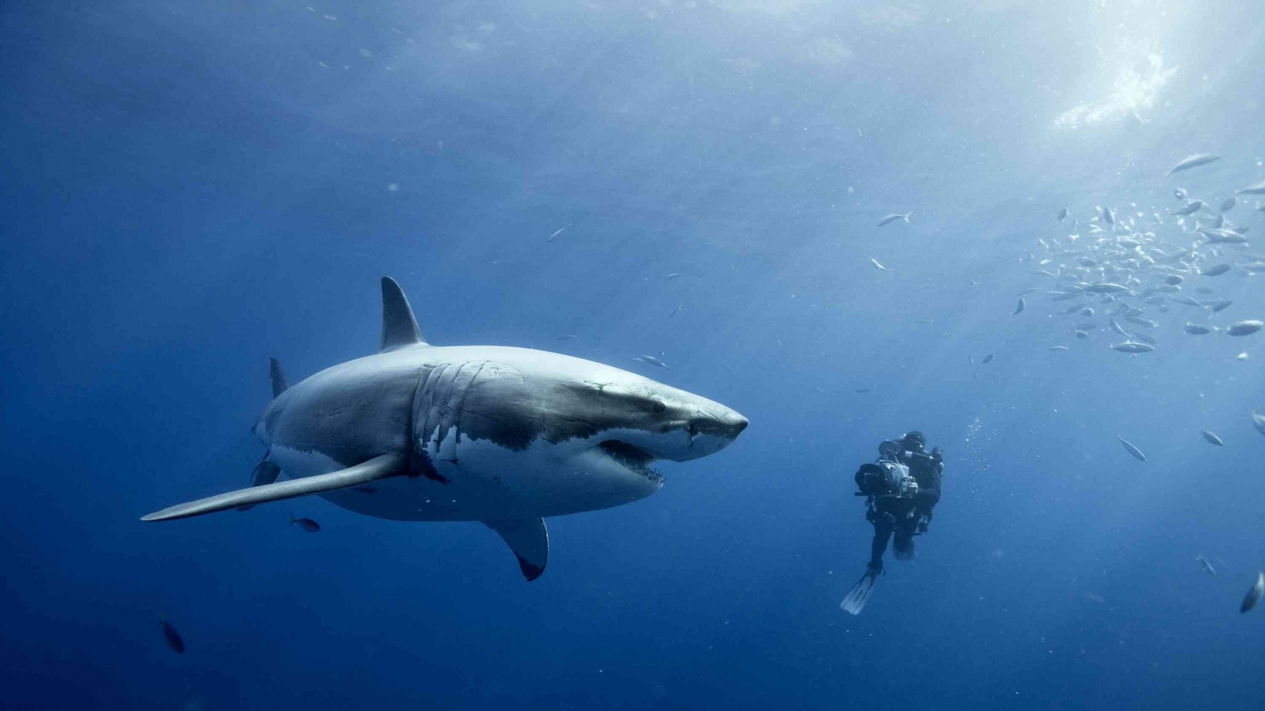 Pics Photos Great White Shark Wallpaper
