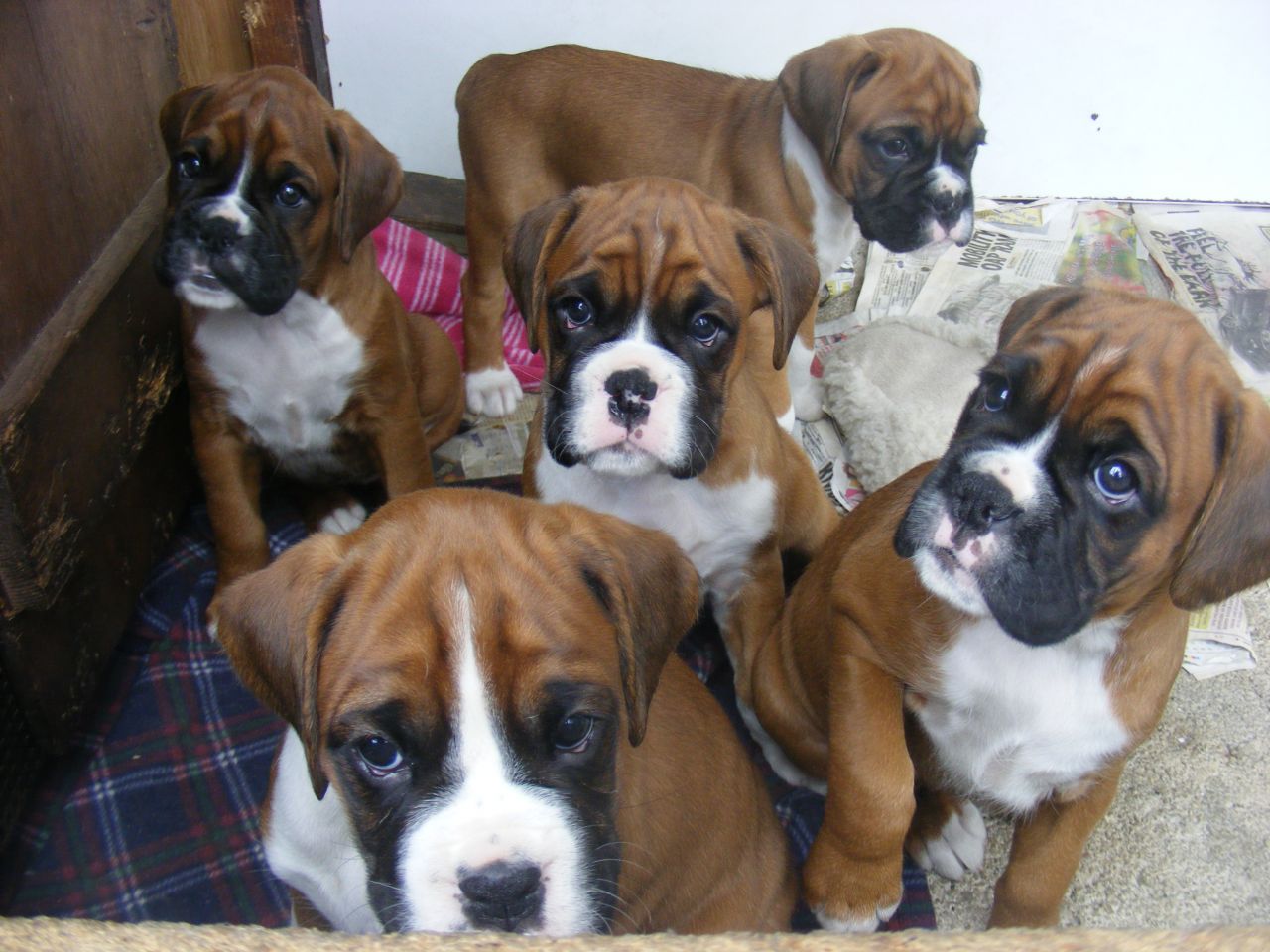 Boxer Puppies Including Bobtails Funny Wallpaper For Desktop Dogs
