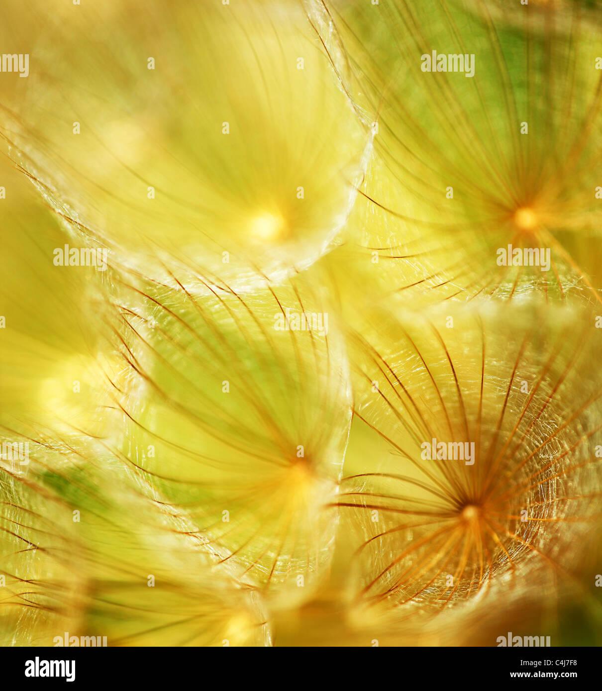 Soft Dandelion Flower Extreme Closeup Abstract Spring Nature