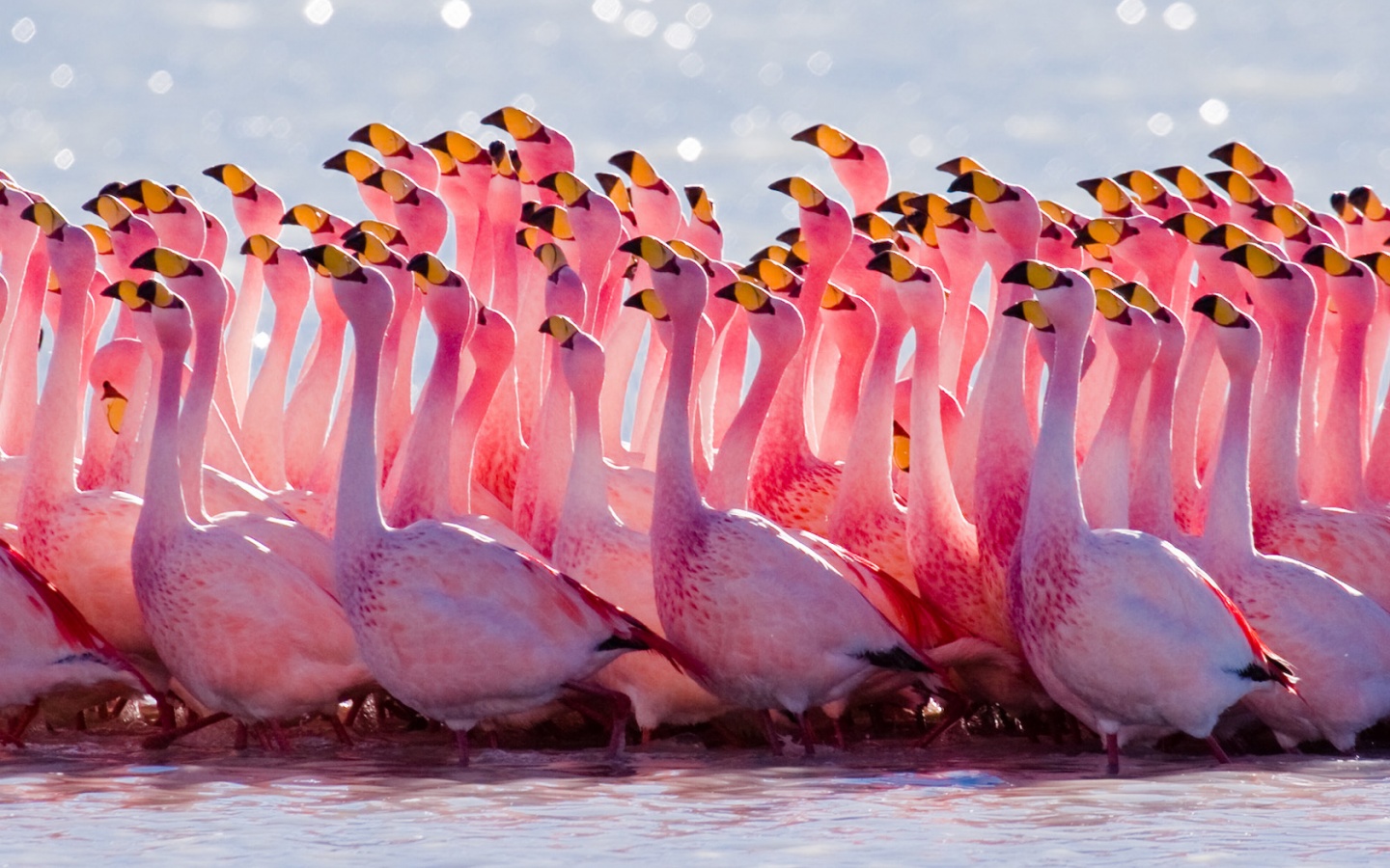 Flamingo Mating Ritual Wallpaper