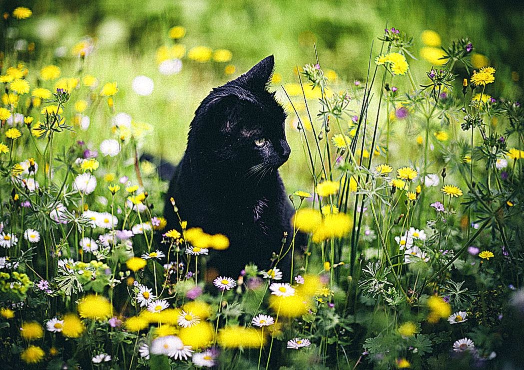Photoset Cat Popular Landscape Flowers Bokeh Spring Artists