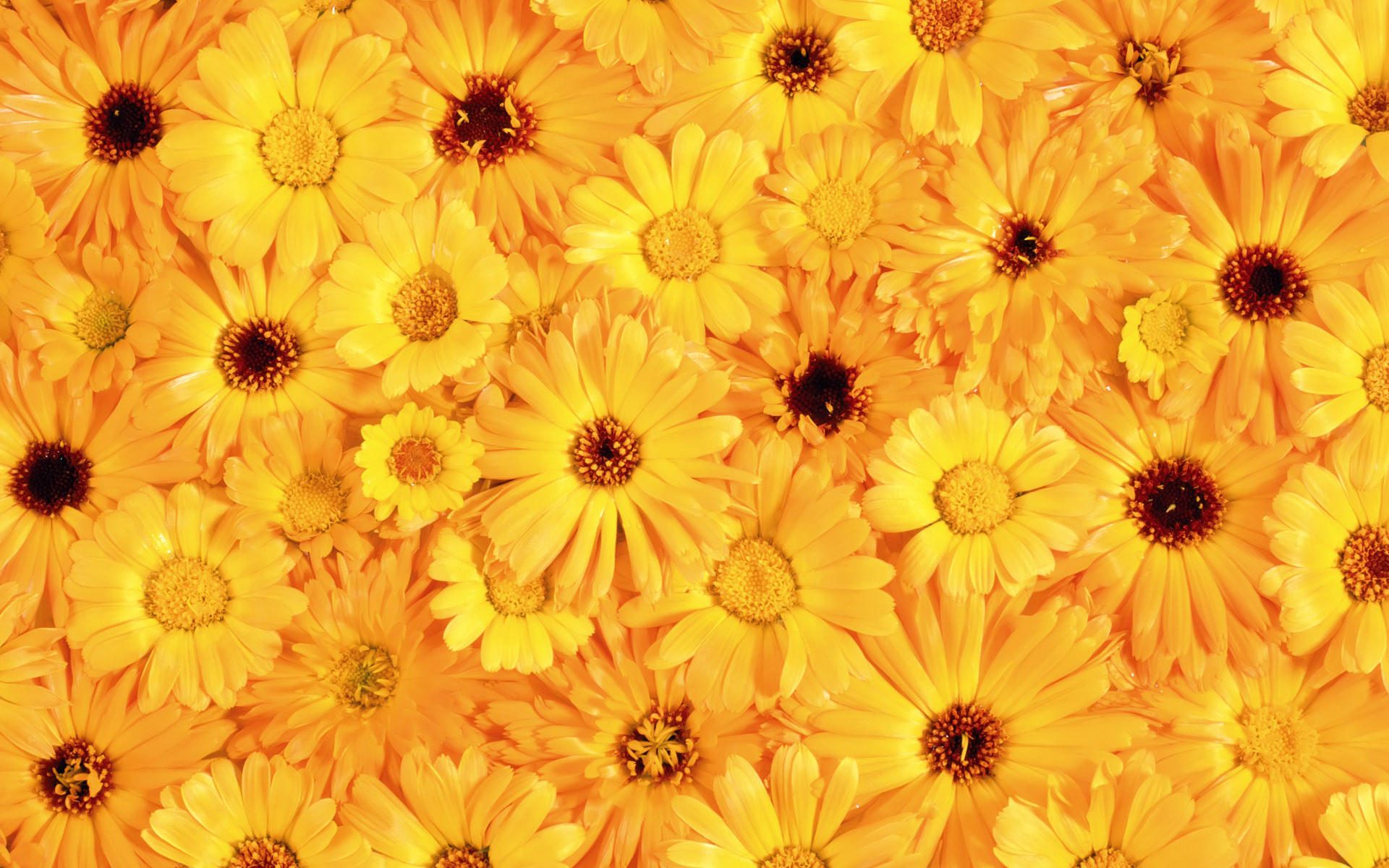 Yellow Color Wallpaper Image Gallery