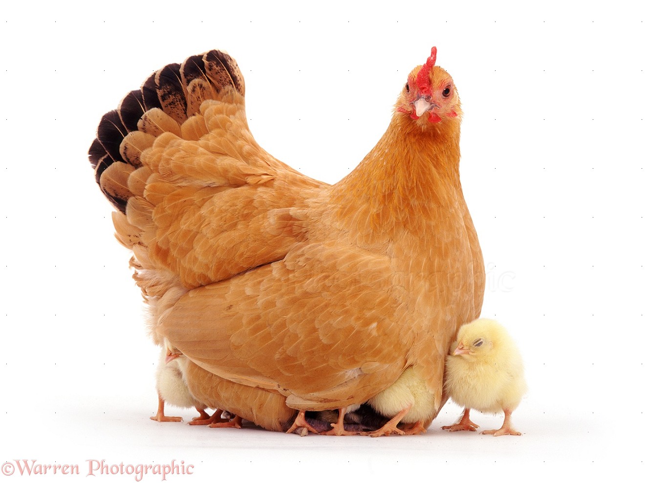 Description Hen With Chicks