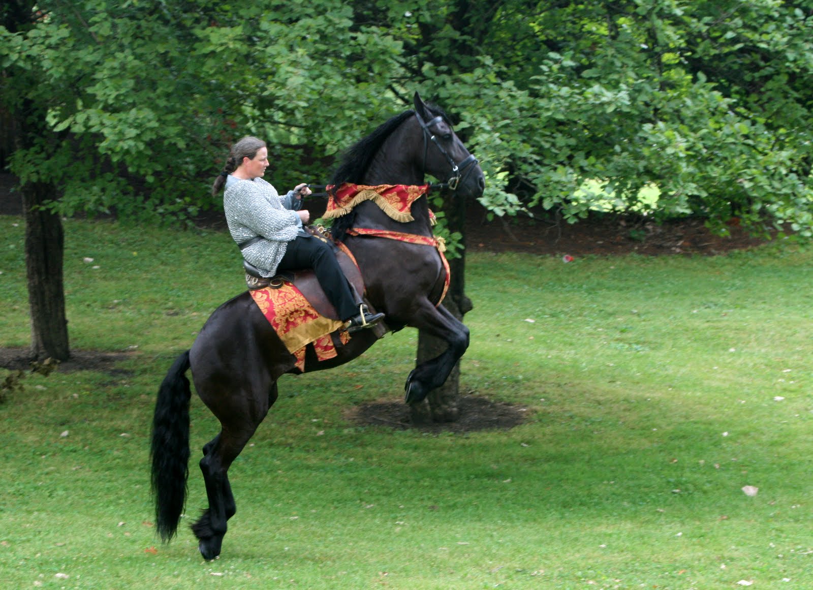 Beautiful Friesian Horses Wallpaper Black Horse