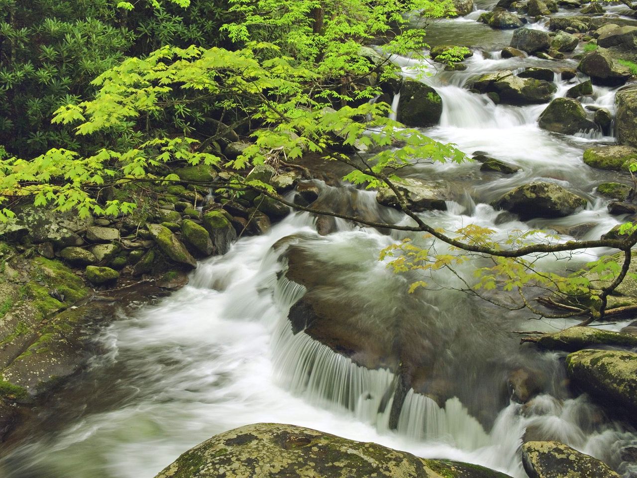Stream In Spring Great Smoky Mountains National Park Tennessee