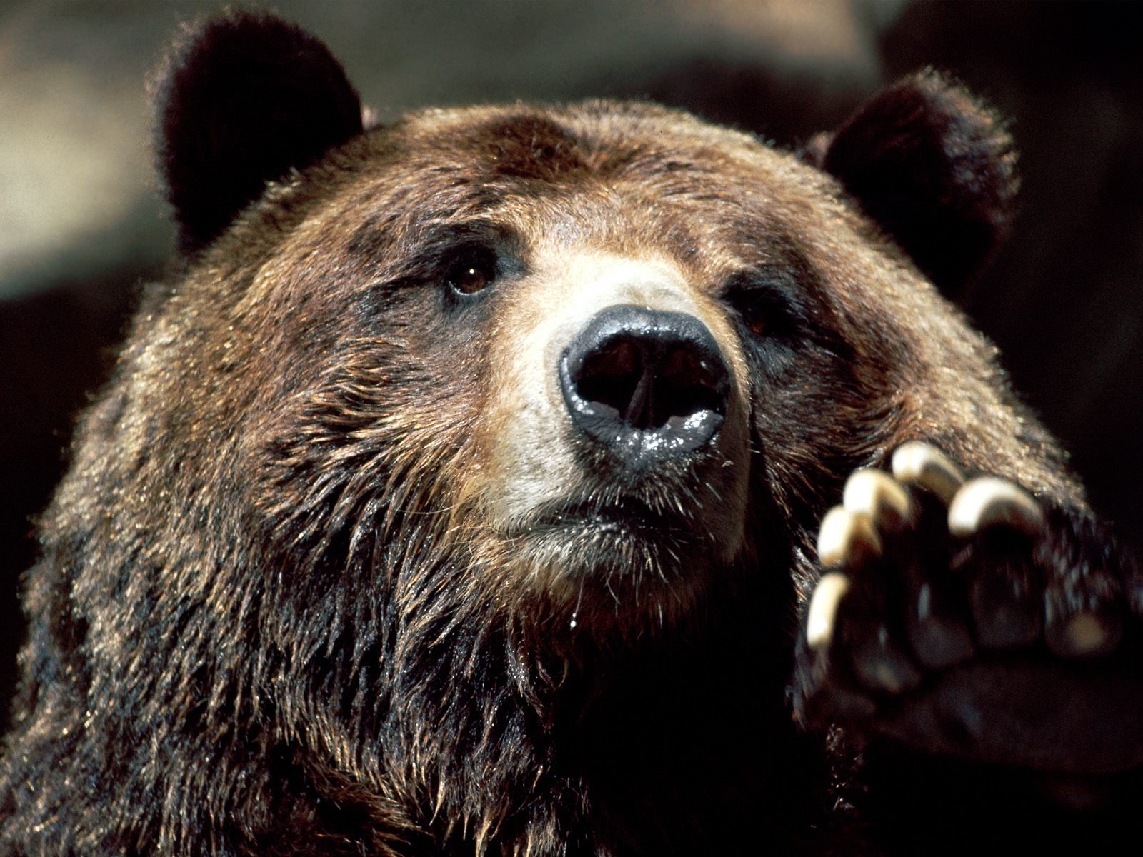 Brown Bear Puter Desktop Wallpaper Pictures Image