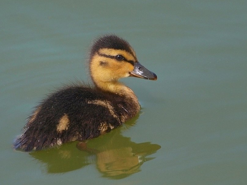 Baby Ducks Wallpaper Duck
