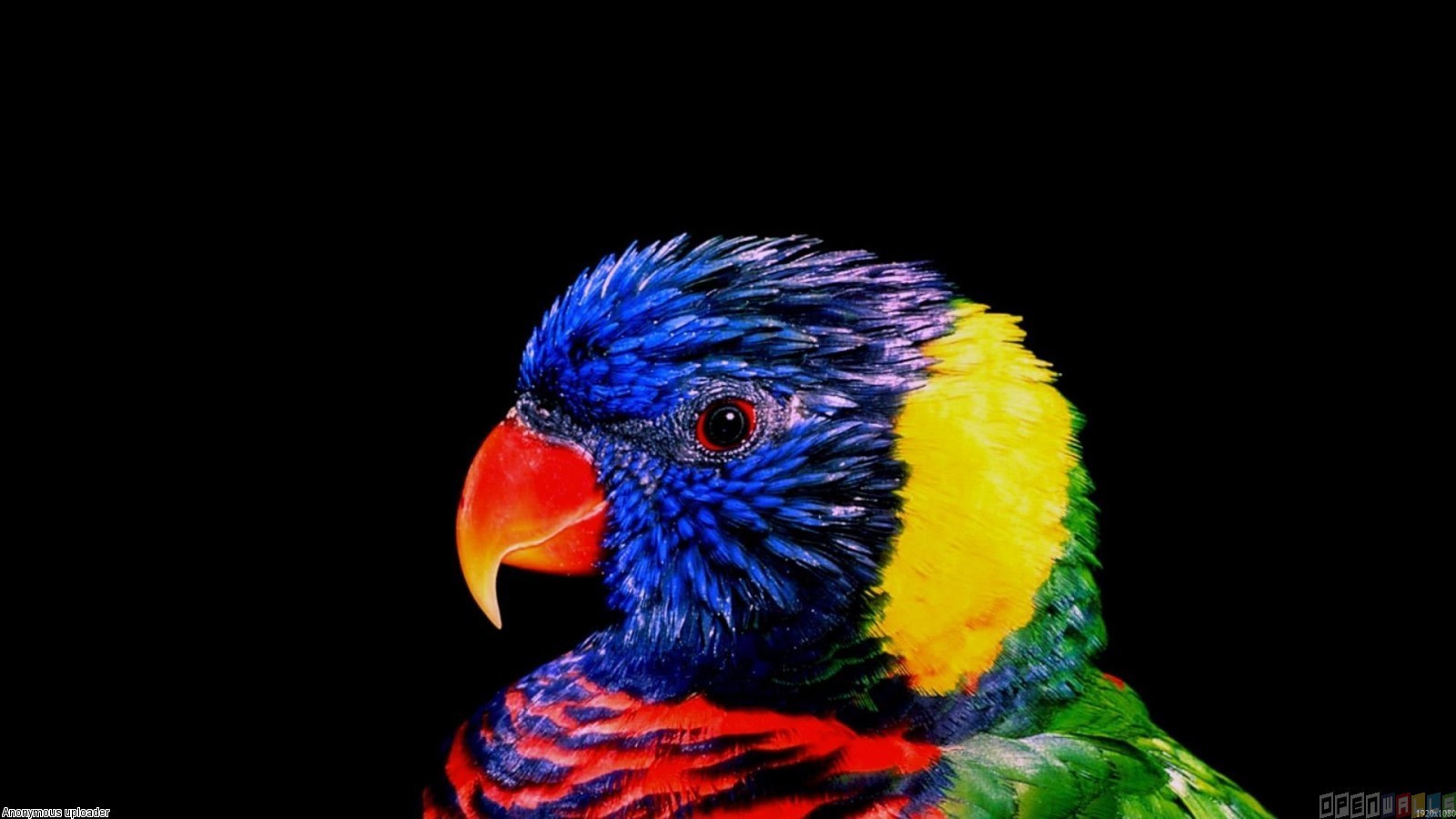 Very Colorful Parrot Wallpaper Open Walls