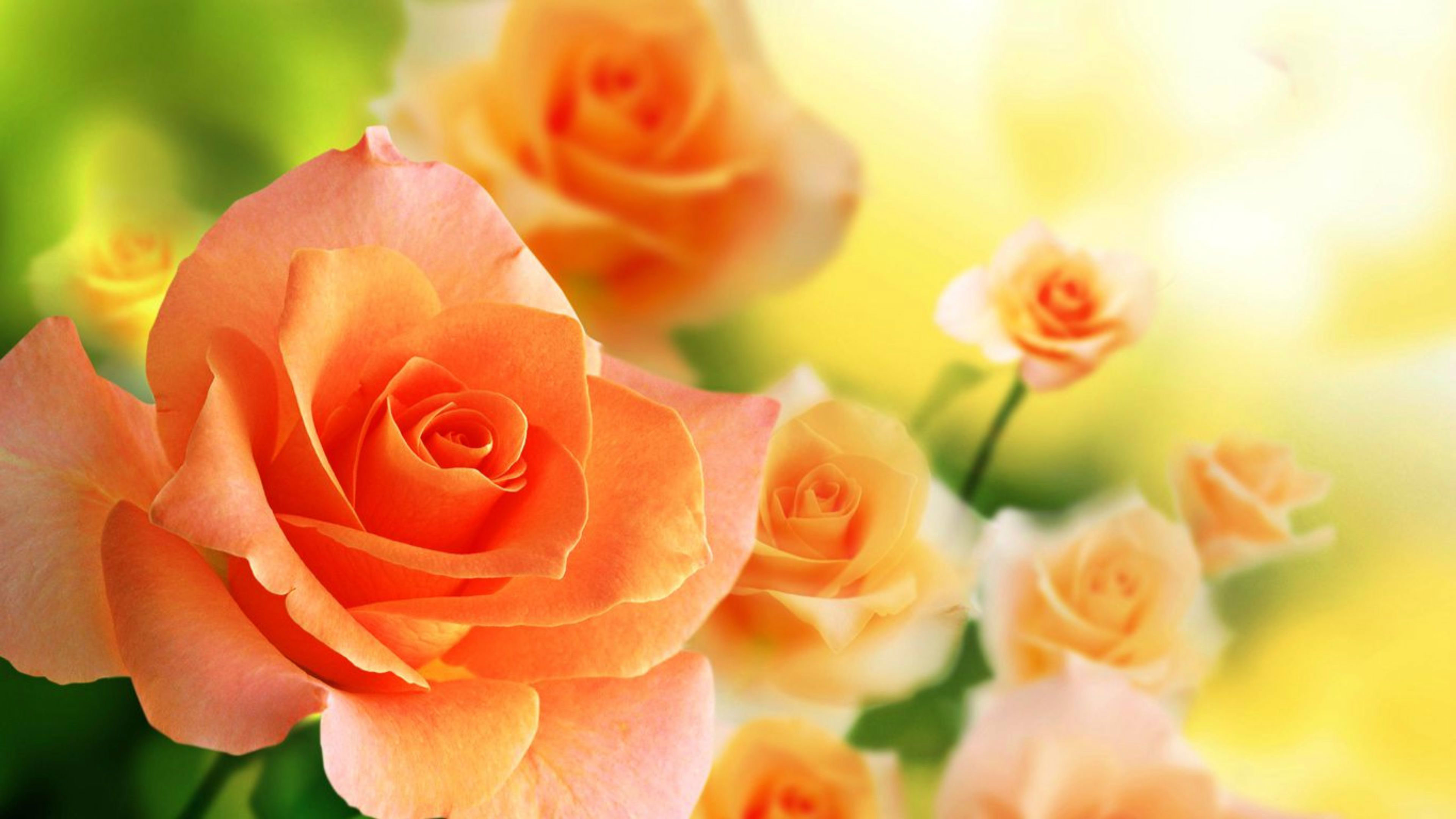 Orange Rose Wallpaper Beautiful Flowers Pictures Most HD