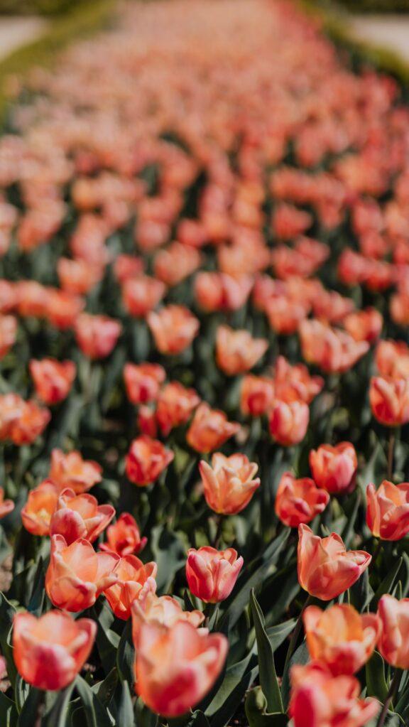 Stunning Spring Wallpaper For iPhone Screens
