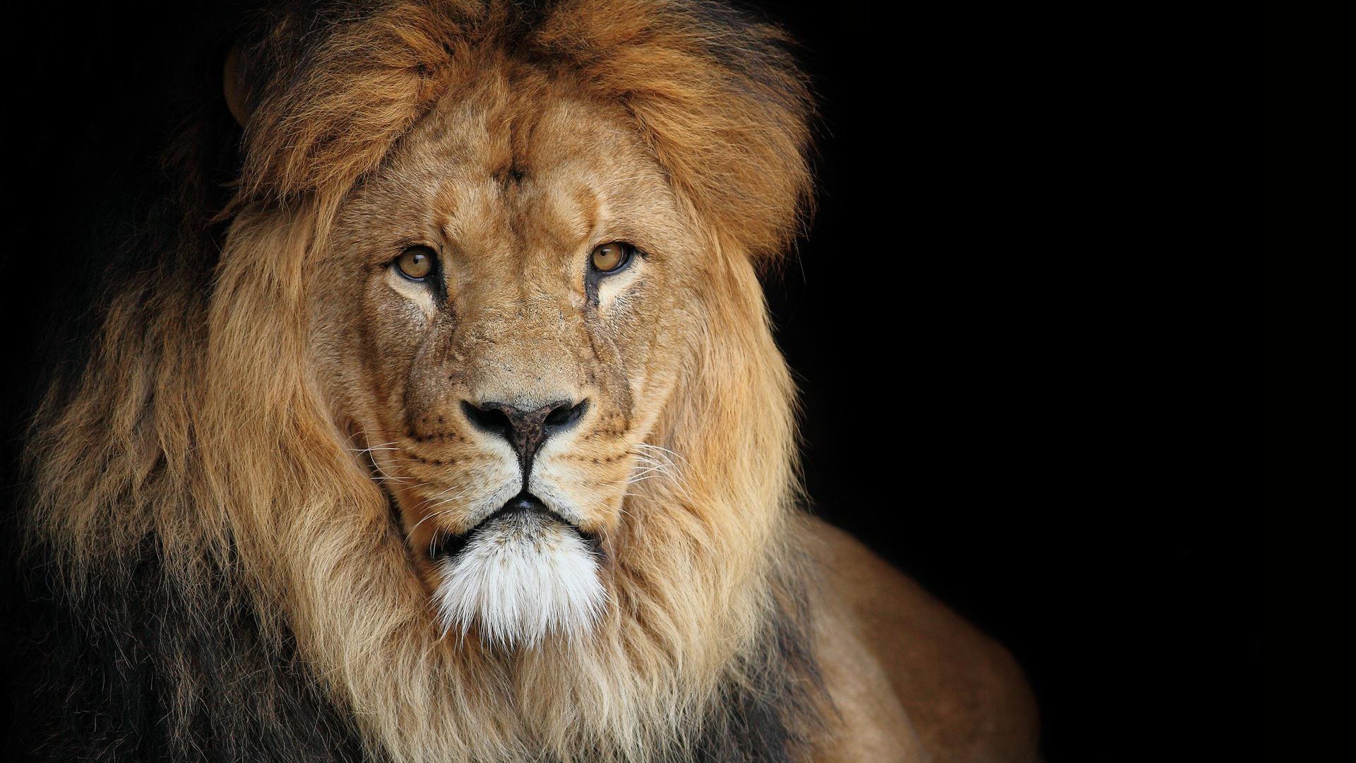 Majestic Male Lion on Black Background