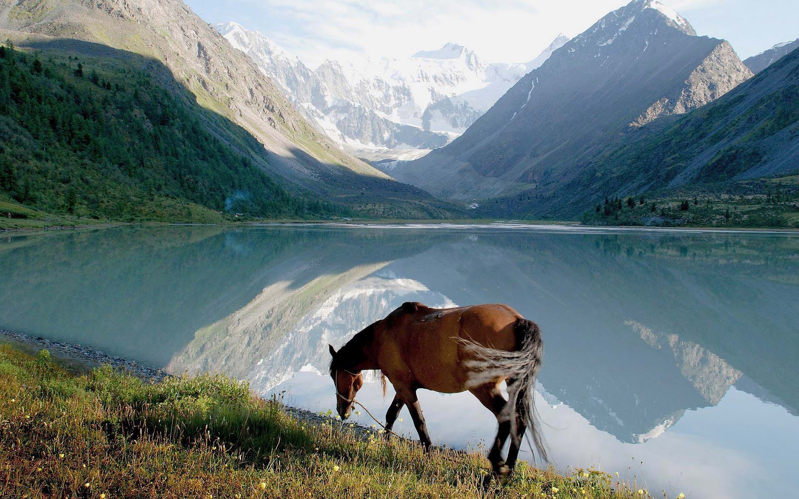Met Een Bruin Paard Bij Groot Meer HD Paarden Wallpaper Foto