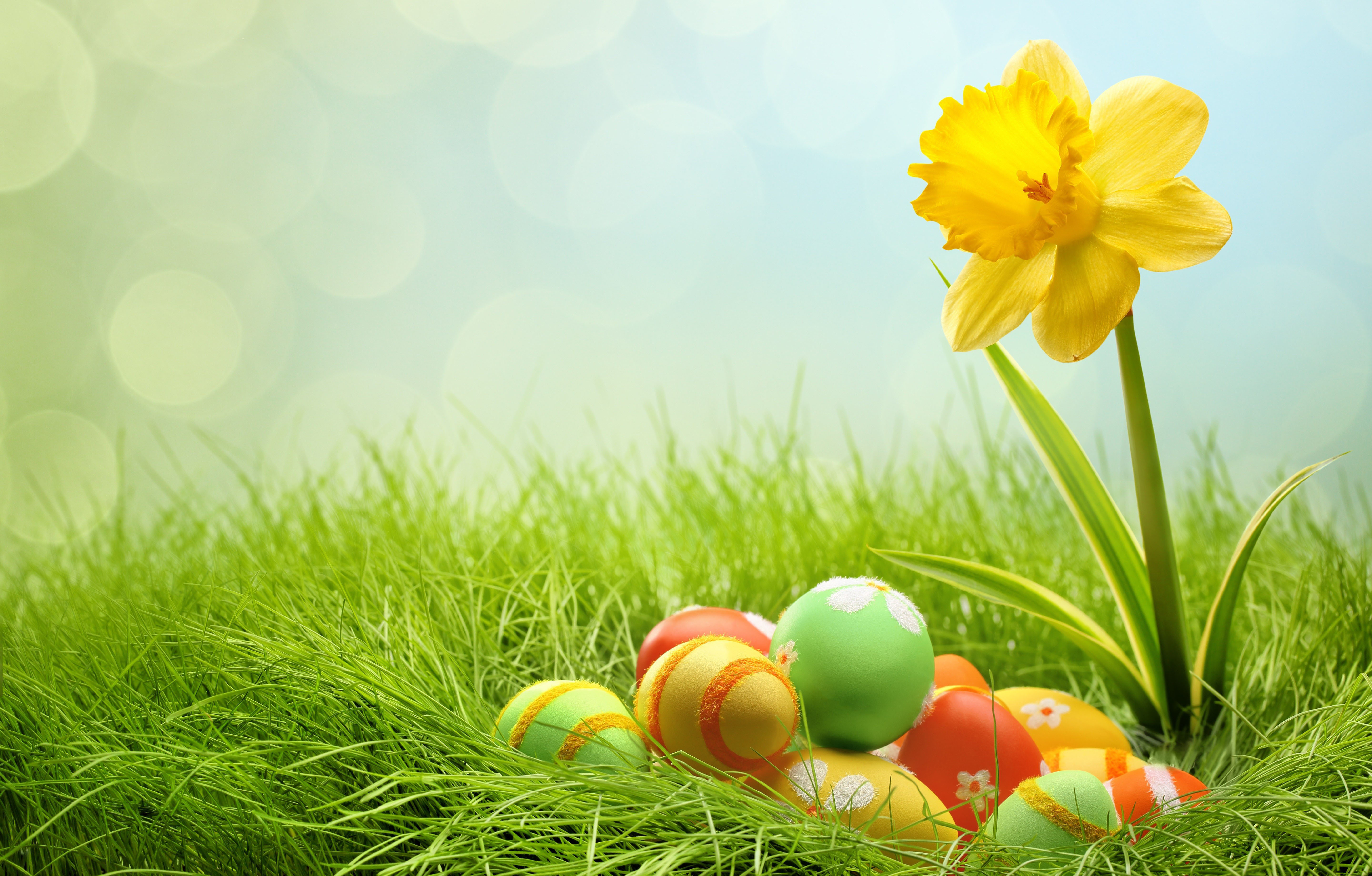 Eggs And Yellow Flower For Easter Desktop Wallpaper