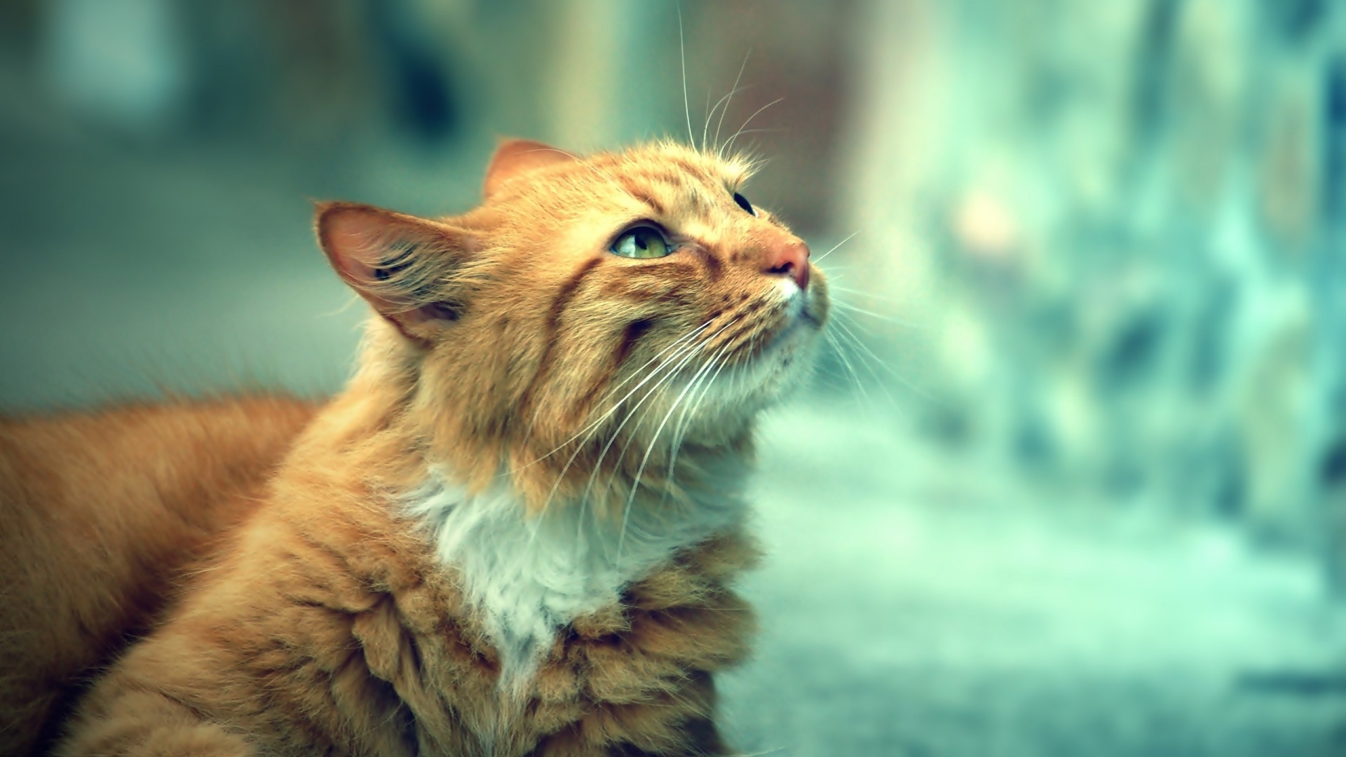 Light Brown Cute Cat 1080p HD Wallpaper Cats
