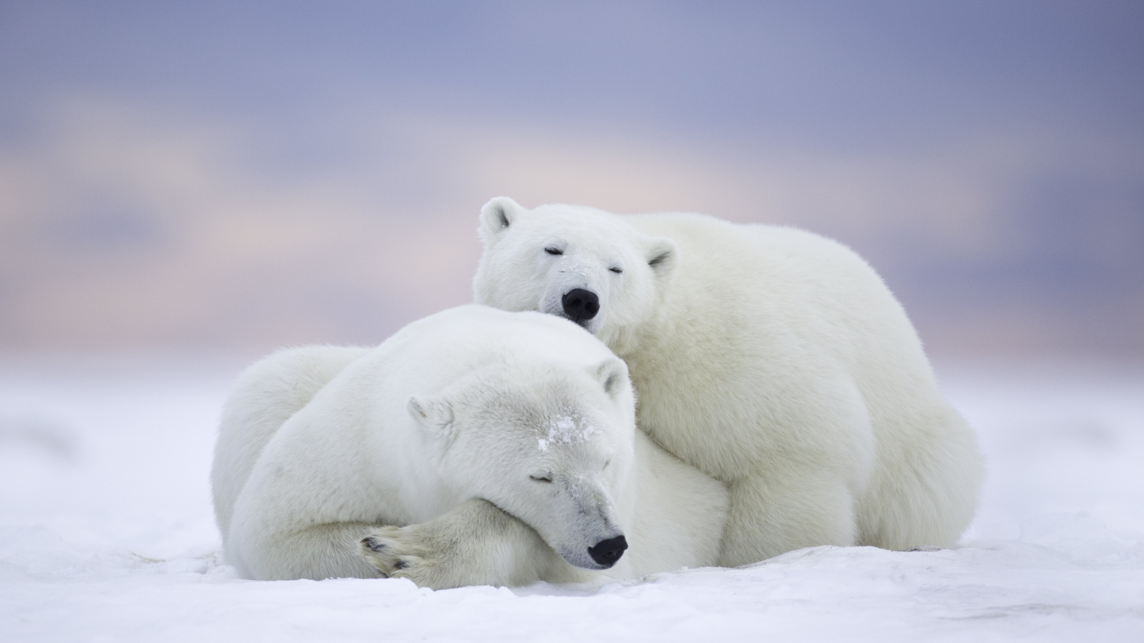 Animals Wild Polar Bears Wallpaper