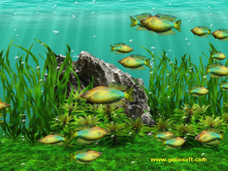 Moving Melanotaenia Duboulayi Fish Screensaver and Free Wallpaper