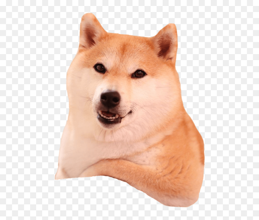 Shiba Inu Relaxing Transparent Png Image