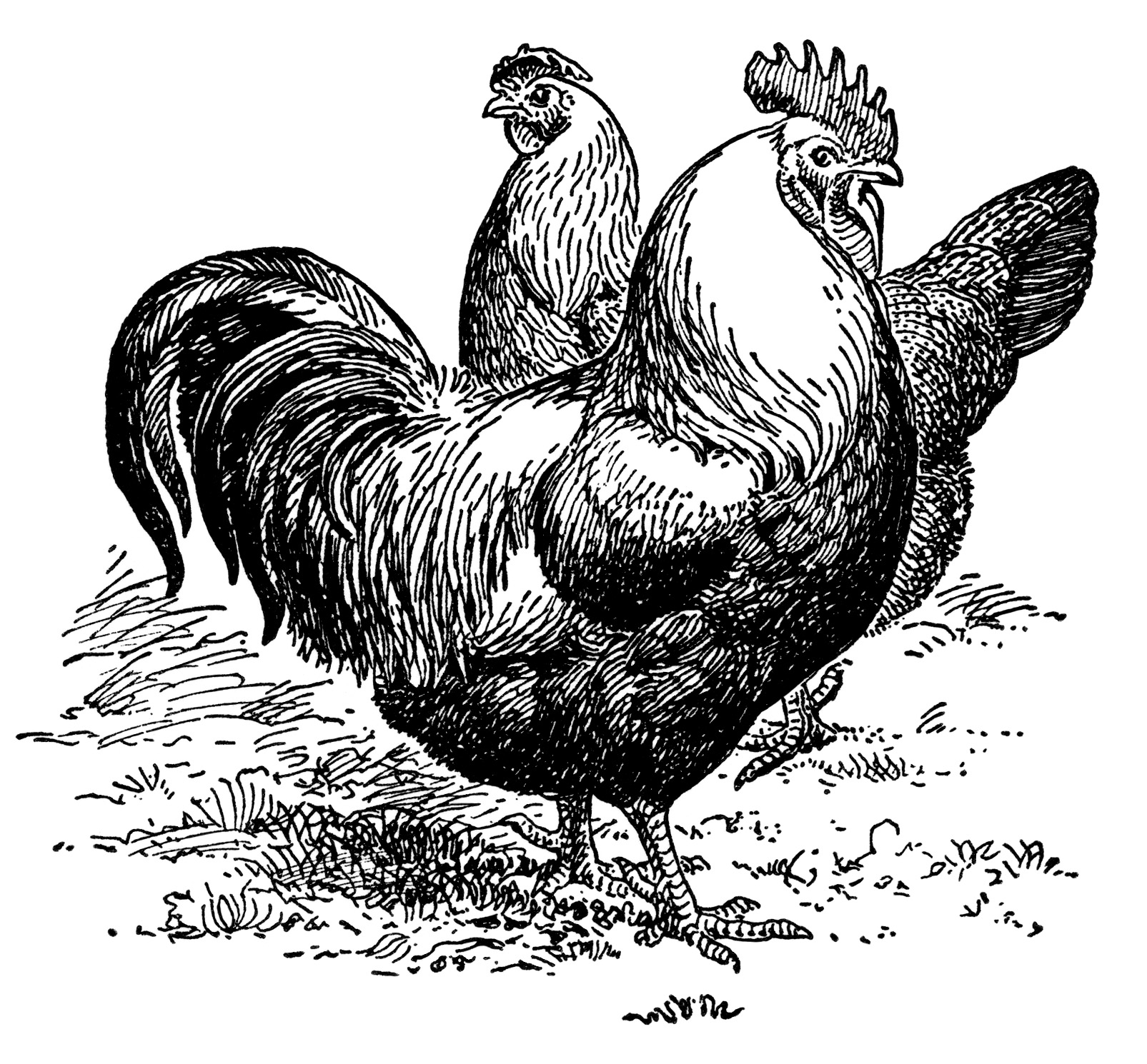 Vintage Rooster Clip Art Black And White Image
