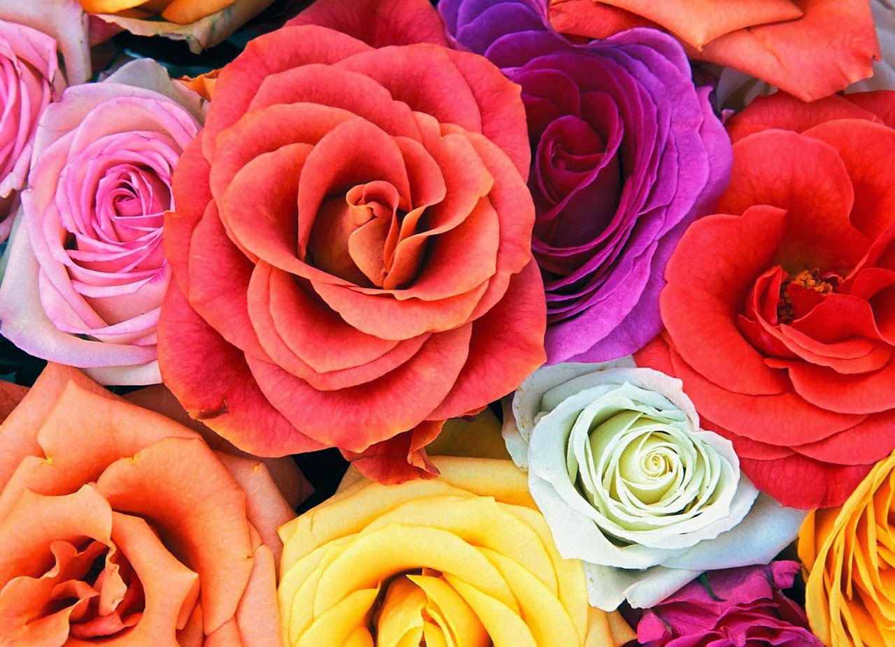 Beautiful Flower Wallpapers For Facebookhttp